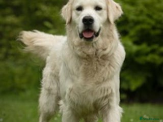 Golden Retriever dogs in Malton - Advert 23
