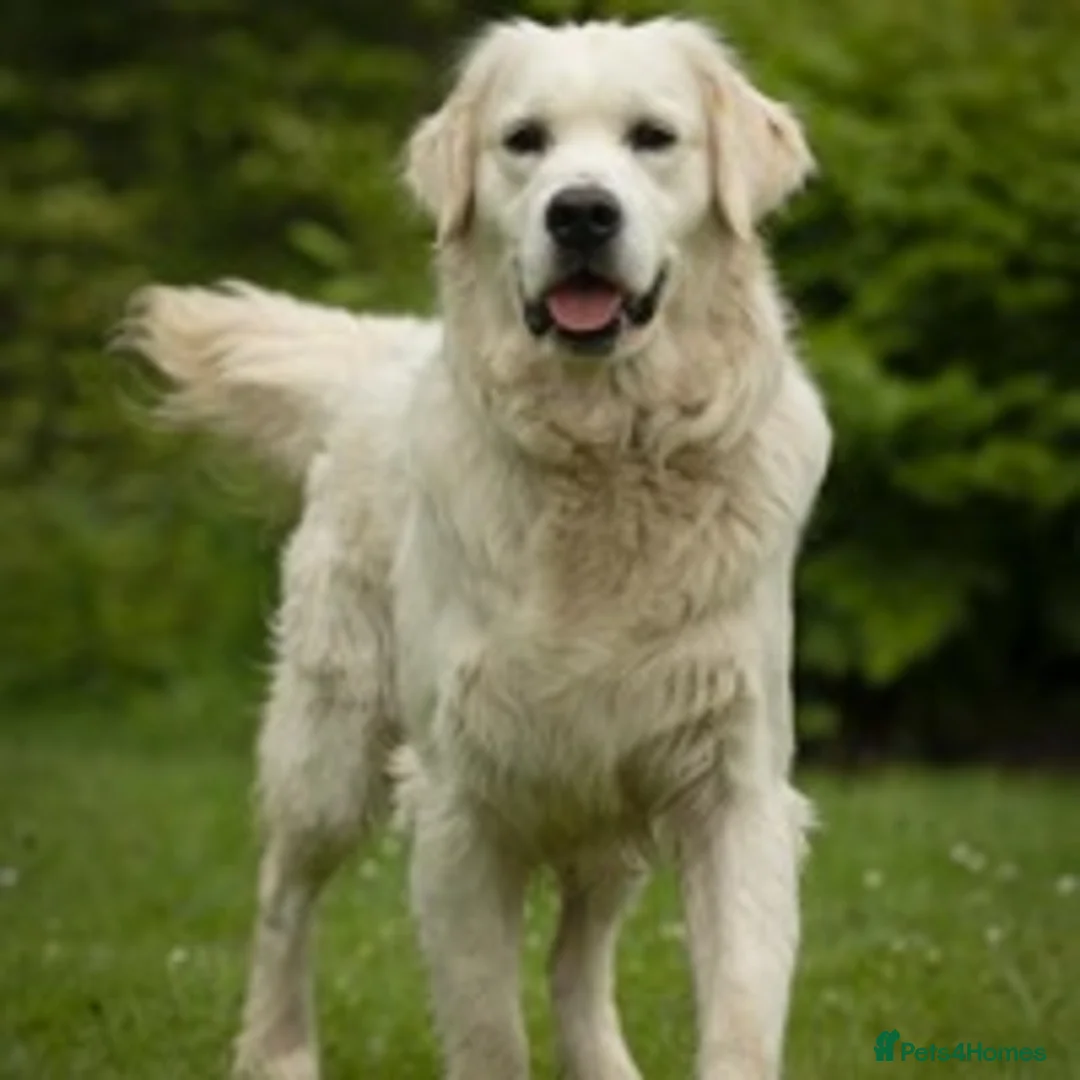 Golden Retriever dogs for stud: KC reg Health Tested Golden Retriever - Advert 1
