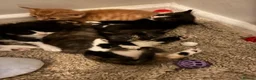 British Longhair cats for sale: Maine coon  mother -  5 half Maine coon kittens  - Advert 22
