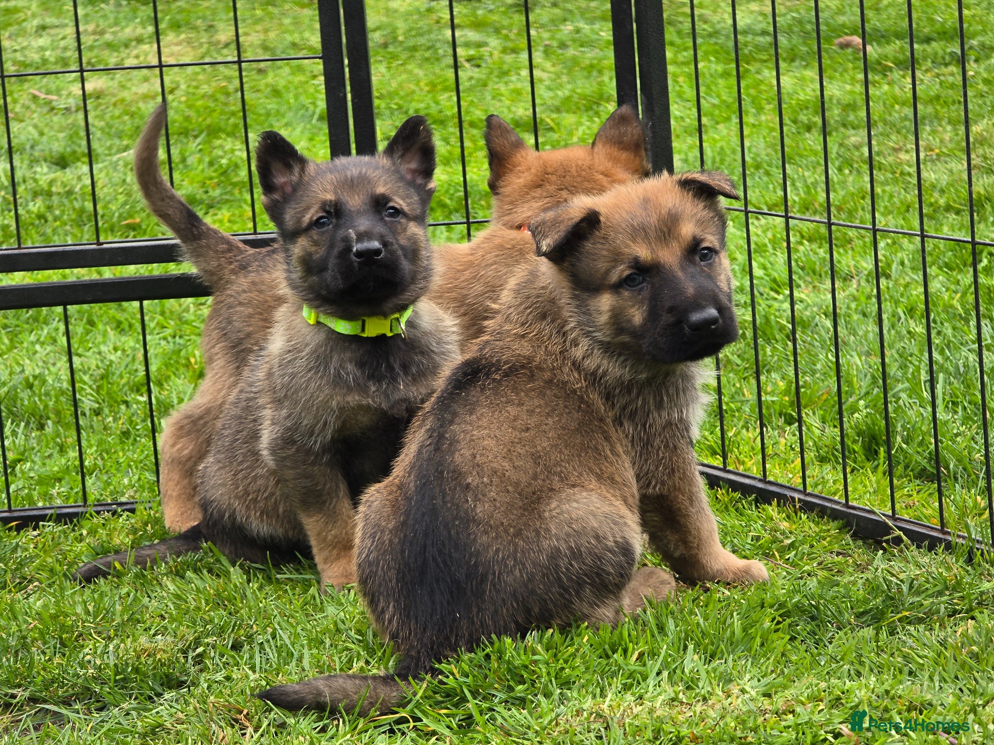 Mixed Breed dogs 3/4 GSD 1/4 Malinois.  3 male left. - Advert 14