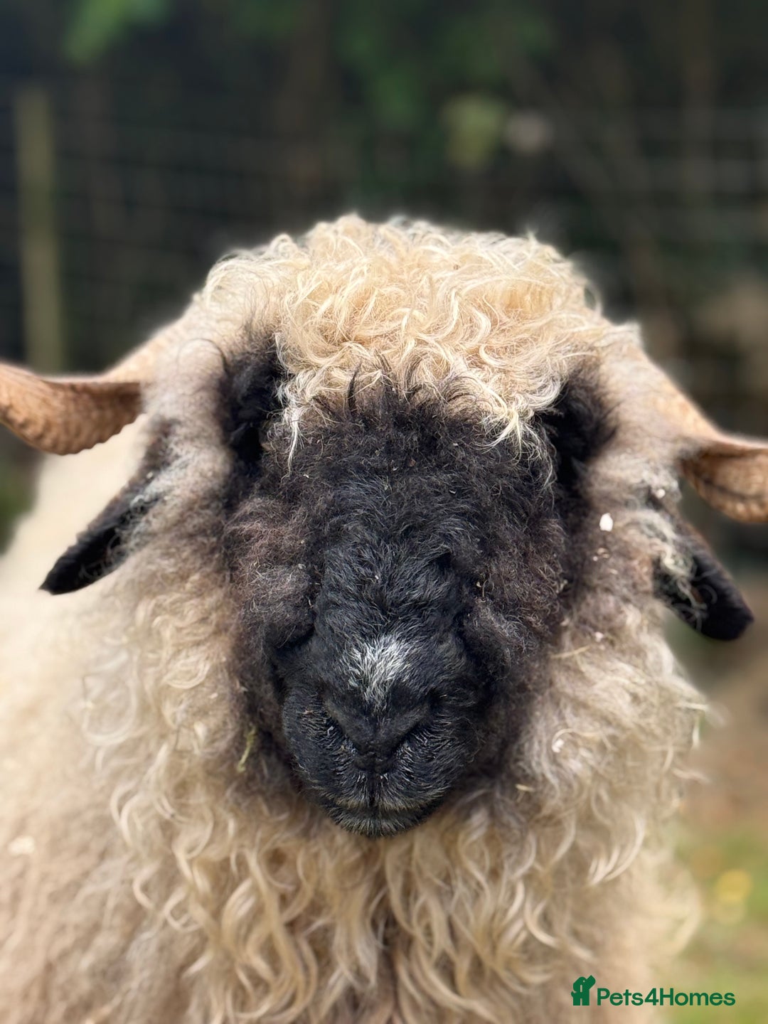 Sheep livestock for sale: Pedigree registered Valais Blacknose ewes - Advert 1