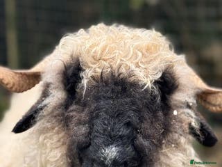 Sheep livestock Pedigree registered Valais Blacknose ewes - Advert 12