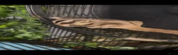Sugar Glider rodents for sale: Sugar gliders  in Rugby - Advert 2