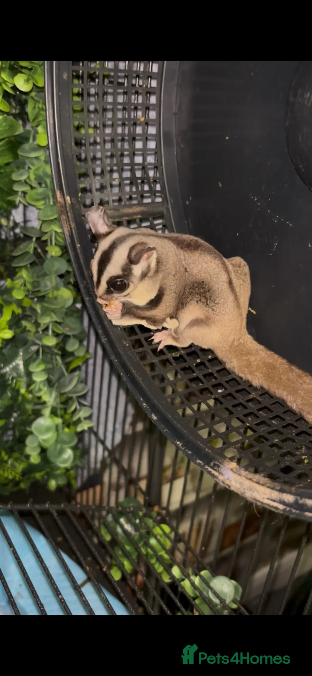 Sugar Glider rodents for sale: Sugar gliders  in Rugby - Advert 2