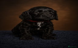 Cockapoo dogs for sale: 3 Beautiful F1B Cockapoo's left  in Brighouse - Image 29