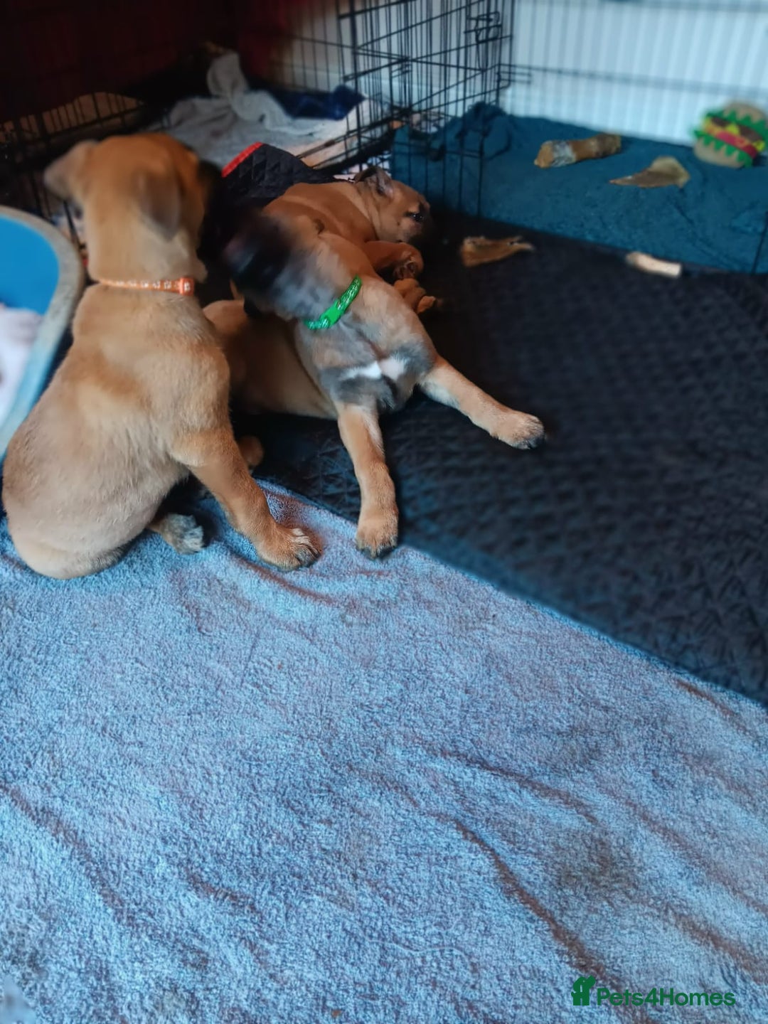 Belgian Shepherd Dog dogs for sale: Belgian Shepherd - Malinois  - Advert 27