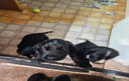 Cocker Spaniel dogs for sale: Cocker Spaniel pups - Advert 6