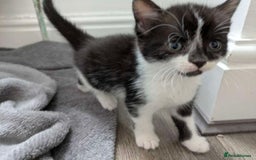 Turkish Van cats for sale: Black and white kittens last boy left  - Image 38