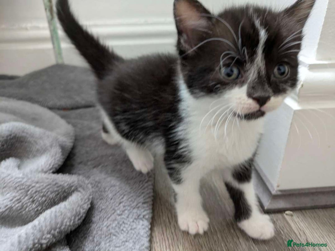 Turkish Van cats for sale: Black and white kittens last boy left  - Image 38