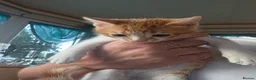 Mixed Breed cats for sale: 9 kittens for sale family pets very friendly  - Advert 7