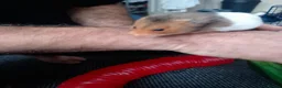 Hamster rodents for sale: Syrian hamsters, friendly, hand-tamed in Northampton - Advert 2