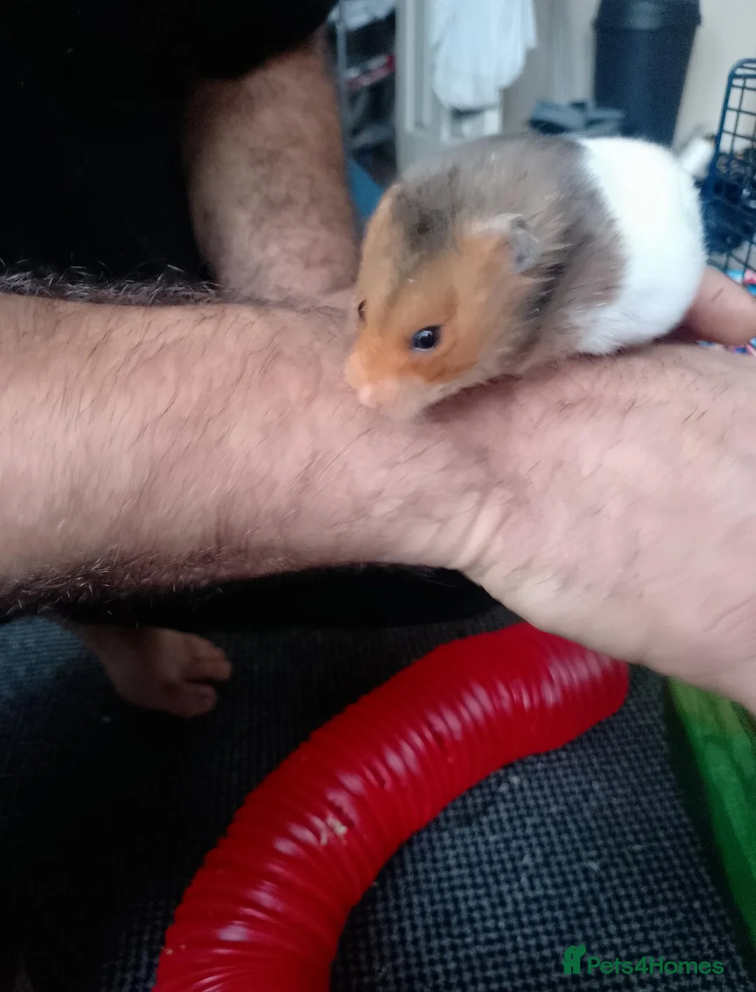 Hamster rodents for sale: Syrian hamsters, friendly, hand-tamed in Northampton - Advert 2