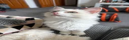 Ragdoll cats for sale: Most Affectionate, Gentle, Rare Colour Ragdoll - Advert 12