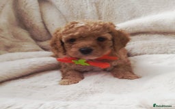 Cavapoo dogs for sale: F1bb extensively health tested caverpoo pups  - Advert 4