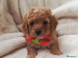 Cavapoo dogs F1bb extensively health tested caverpoo pups - Advert 1