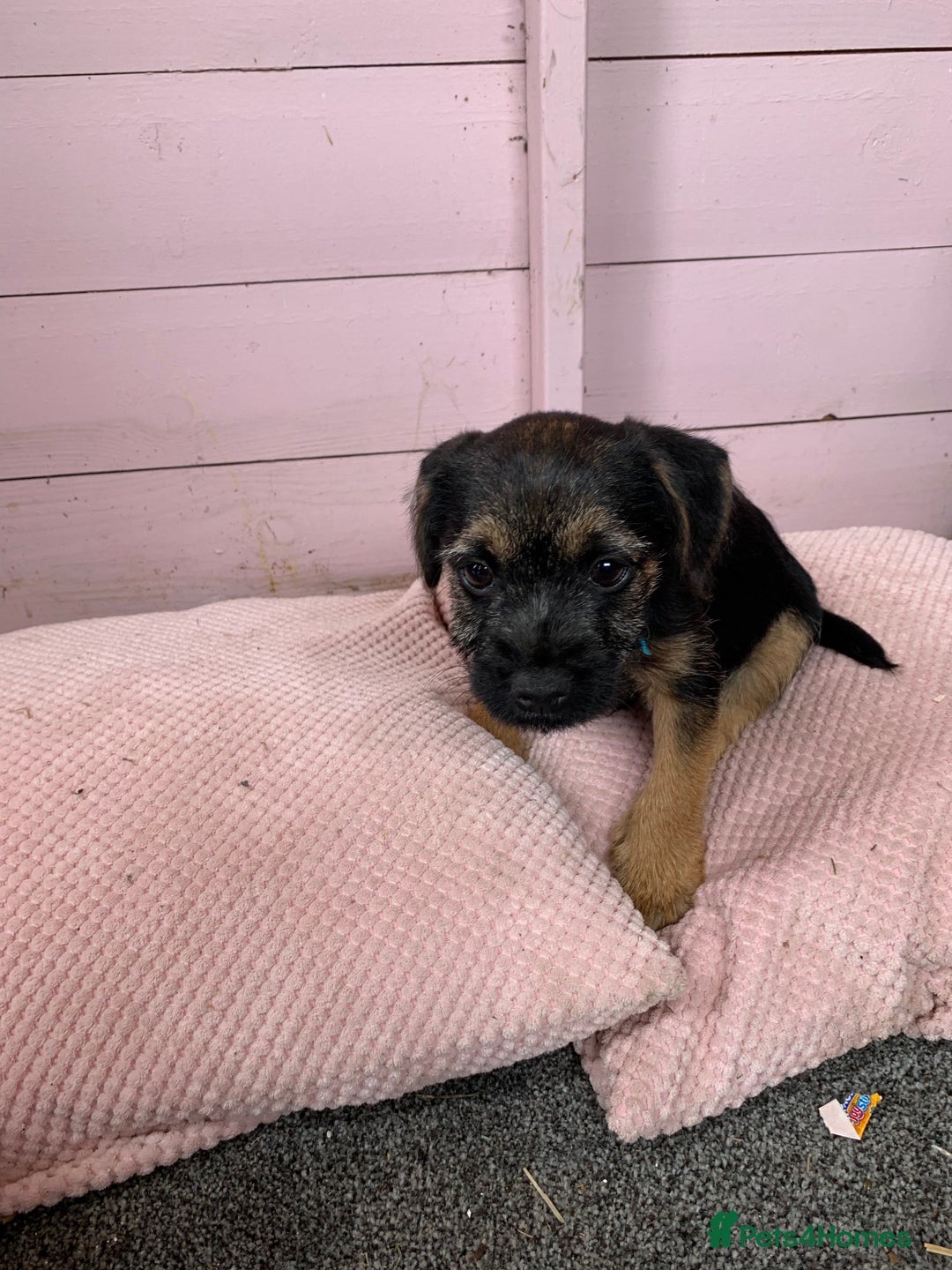 Border Terrier dogs for sale: Border terrier pups - Image 10