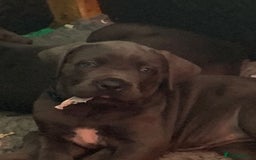 Cane Corso dogs for sale: cane corso puppies  - Image 22