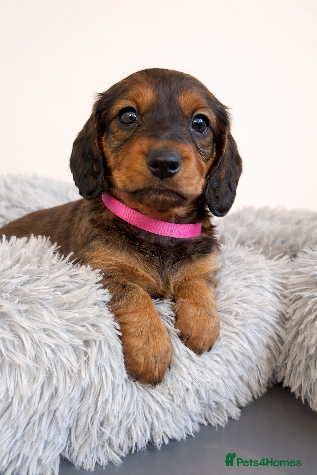 Dachshund dogs Stunning 5 generation KC standard dachshunds  - Advert 7