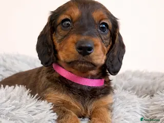 Dachshund dogs Stunning 5 generation KC standard dachshunds - Advert 7