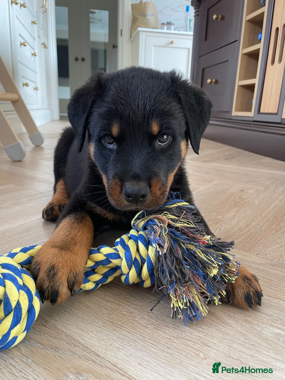 Rottweiler dogs for sale: Half Serbian / Half German Rottweiler Puppy in Coventry - Advert 1
