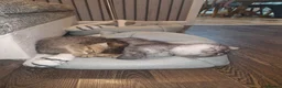 Mixed Breed cats for sale: Scottish straight mother-British shorthair Dad!!! - Advert 8
