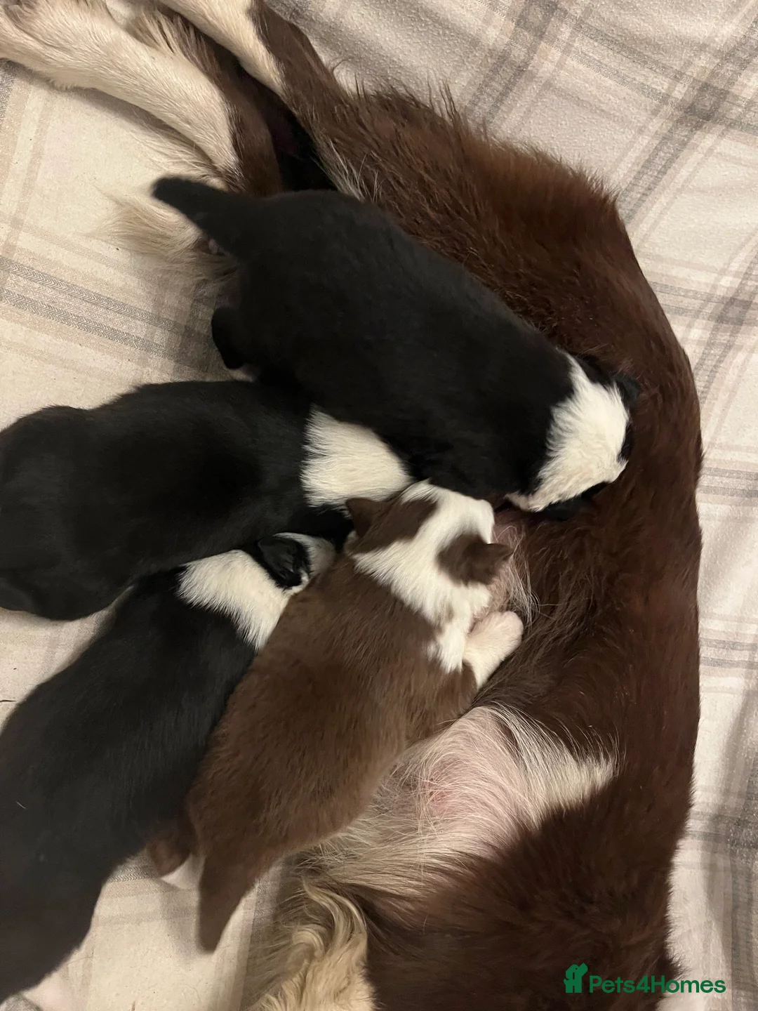 Border Collie dogs for sale: Cornmill Farm Border Collies  in Bradford - Advert 10