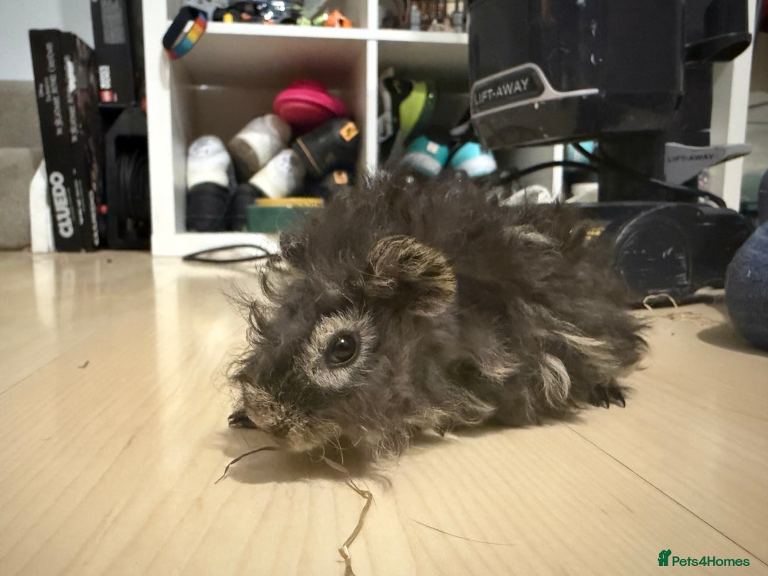 Guinea Pig rodents for sale: Boar Lunkarya guinea pigs  - Image 2