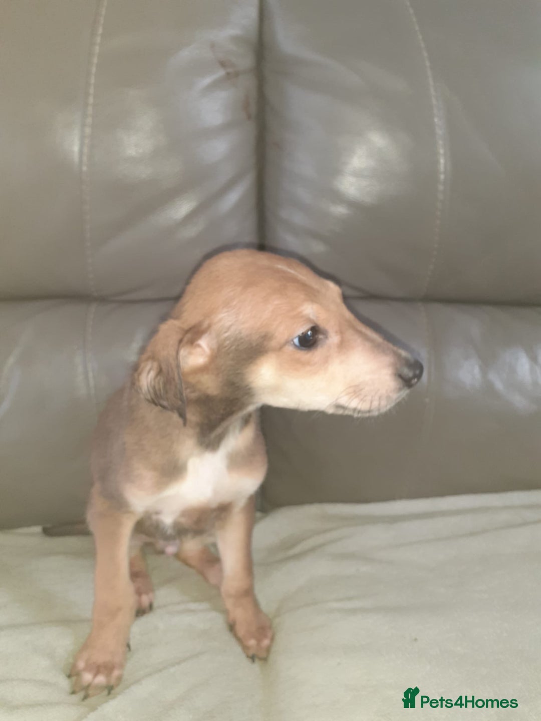 Mixed Breed dogs for sale: Saluki cross Chinese red dog - Advert 2