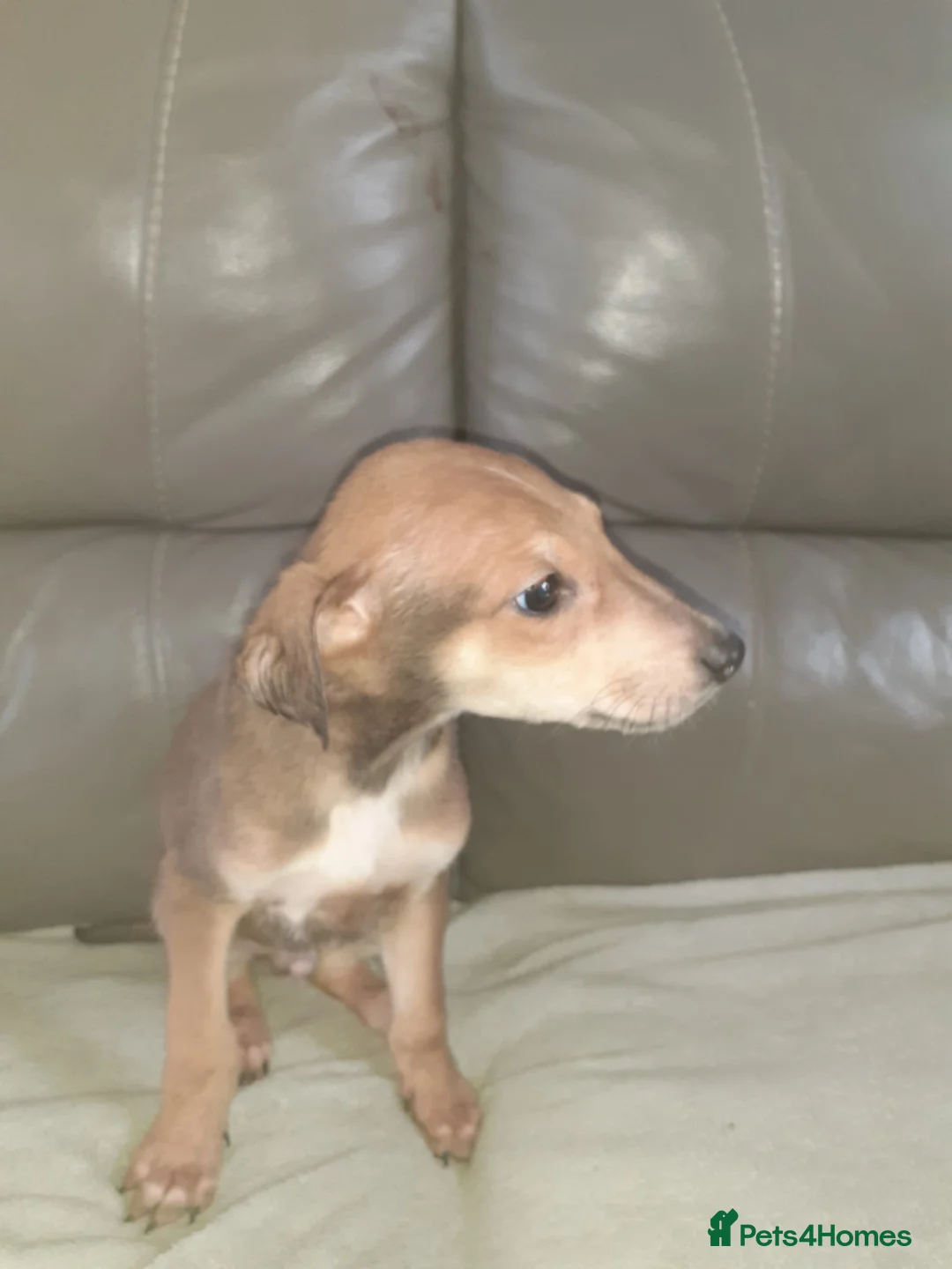 Mixed Breed dogs for sale: Saluki cross Chinese red dog - Advert 2