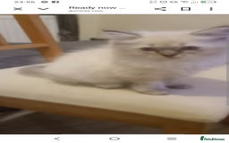 British Longhair cats for sale: Ragdoll kittens  - Image 1