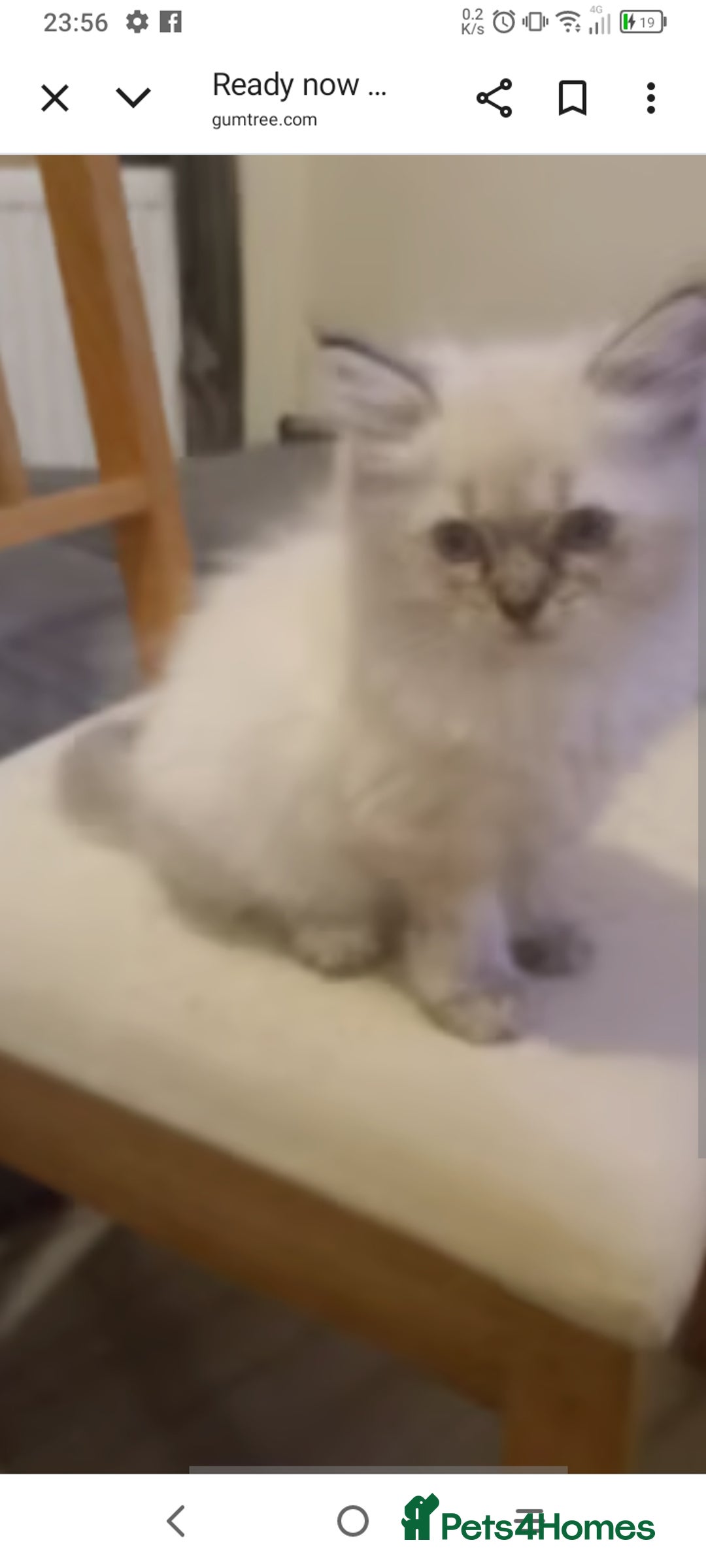 British Longhair cats for sale: Ragdoll kittens  - Image 1
