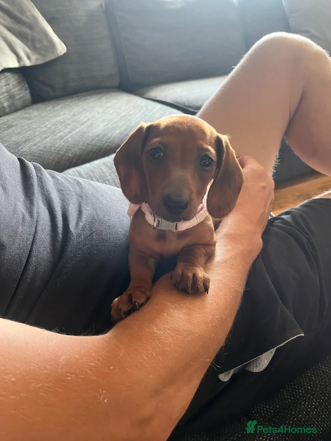 Dachshund dogs for sale: Dachshund puppies - Advert 1