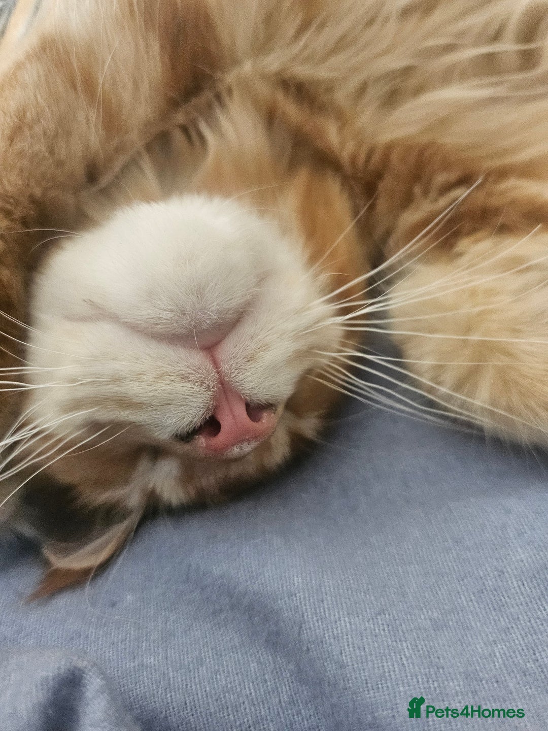 Maine Coon cats for sale: Male main coon - Image 7