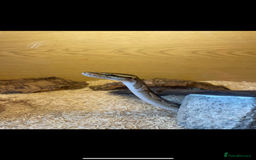 Python Snake reptiles for sale: Lesser python snake  - Image 4