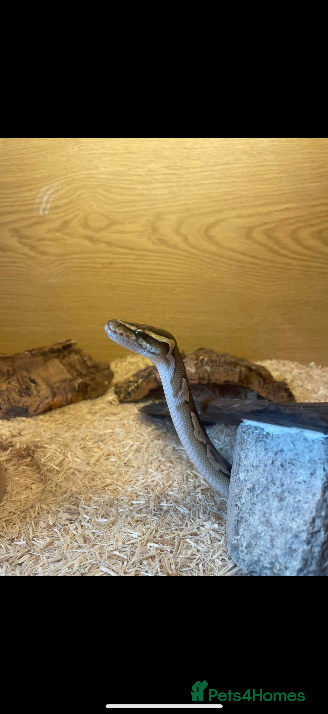 Python Snake reptiles for sale: Lesser python snake  - Image 4