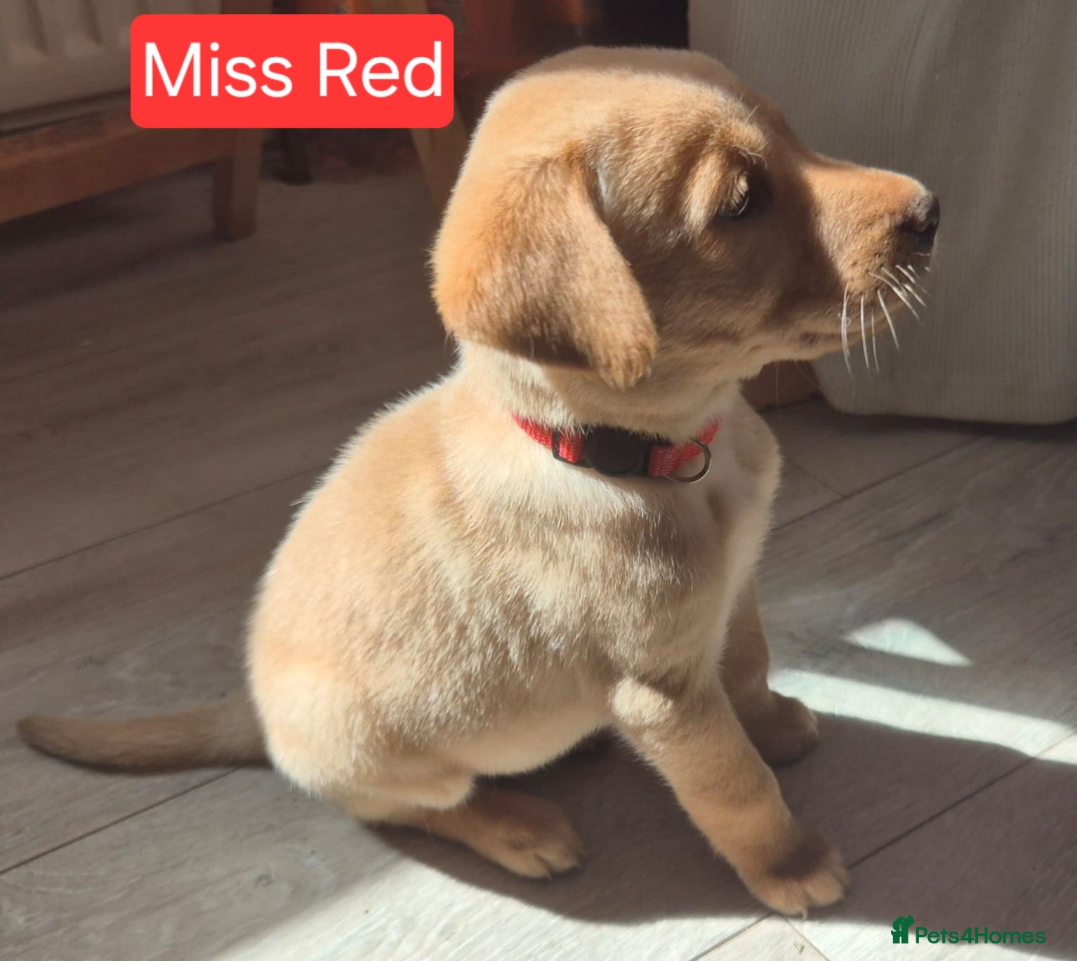 Labrador Retriever dogs *LAST 2 *Top Quality Labrador Pups - Advert 1