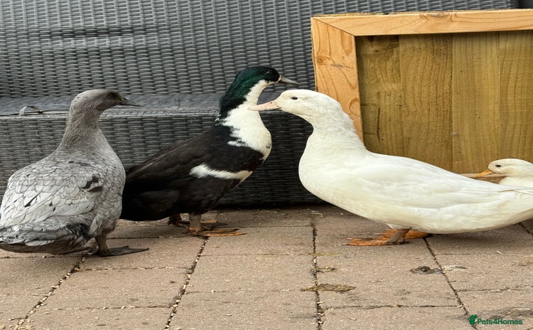 Ducks poultry - Advert 1