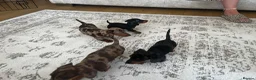 Miniature Dachshund dogs for sale: Miniature smooth haired Dachshund  in Tredegar - Advert 14