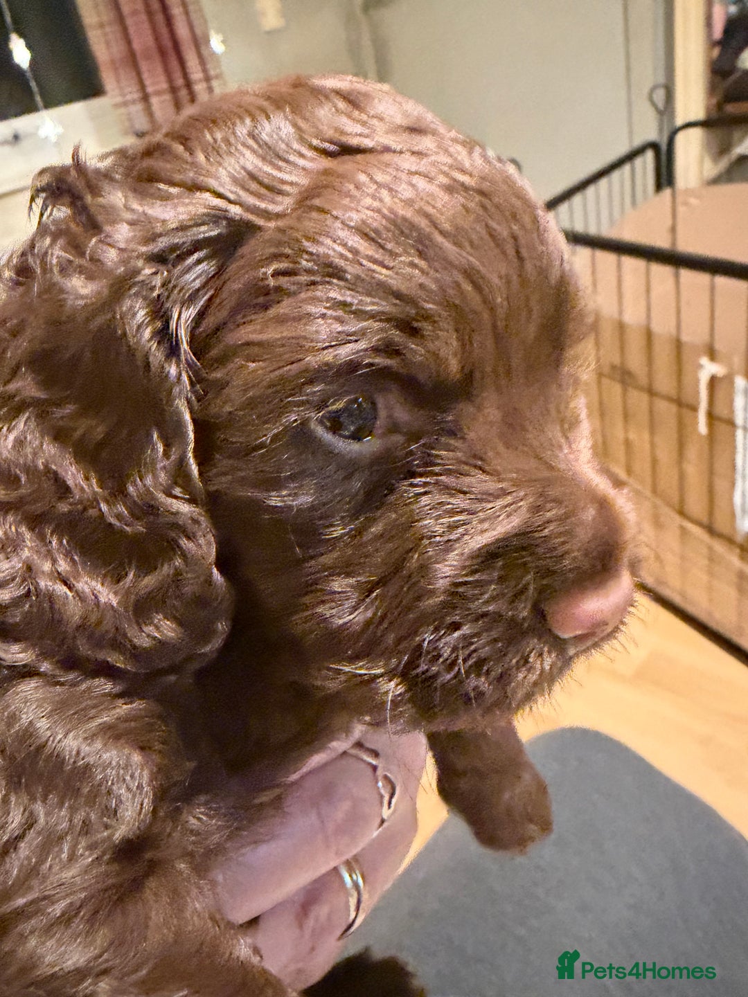 Cocker Spaniel dogs for sale: Beautiful working cocker spaniel KC registered  - Advert 7