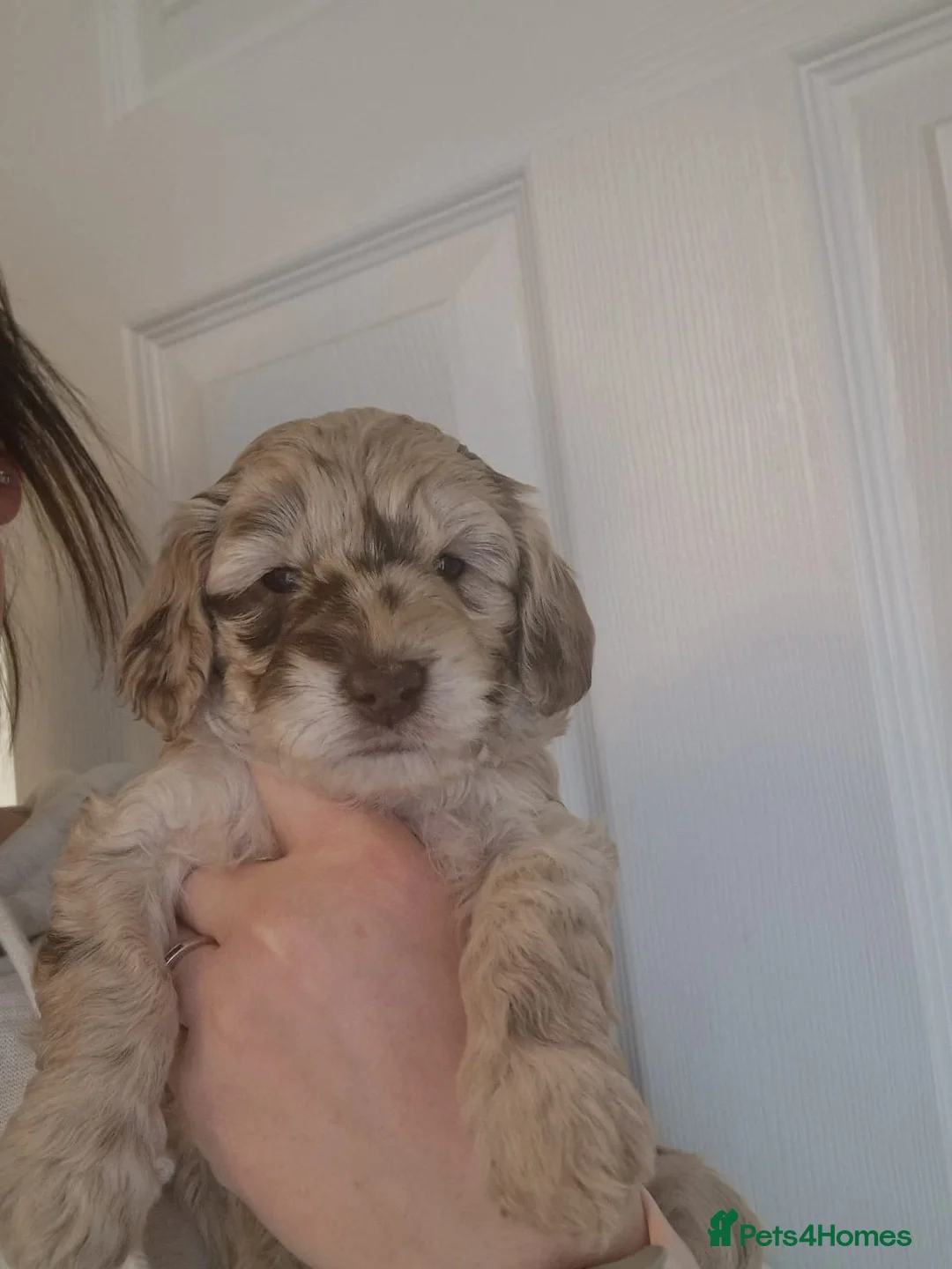 Cockapoo dogs for stud: PROVEN DNA tested Cockapoo Stud-Chocolate Merle in Stafford - Advert 39