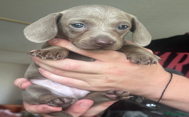 Miniature Dachshund dogs - Advert 5