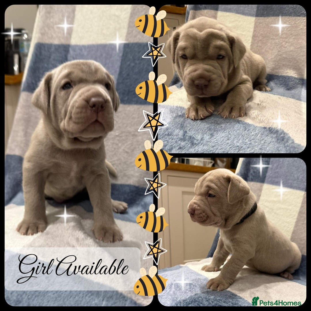 Mastiff dogs for sale: Neapolitan x Cane Corso Mix - Advert 14