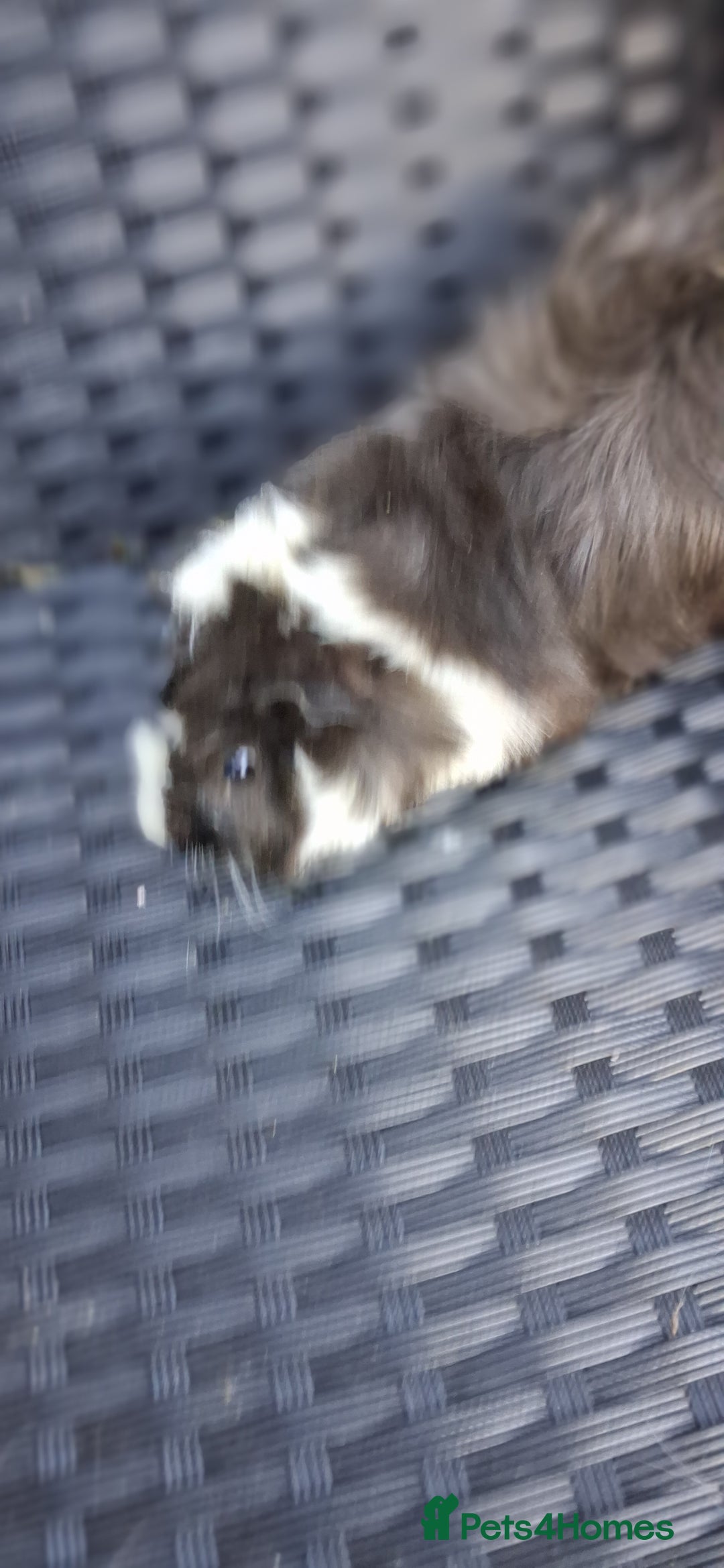 Guinea Pig rodents for sale: Baby boy guinea pigs ready to leave now  - Advert 15