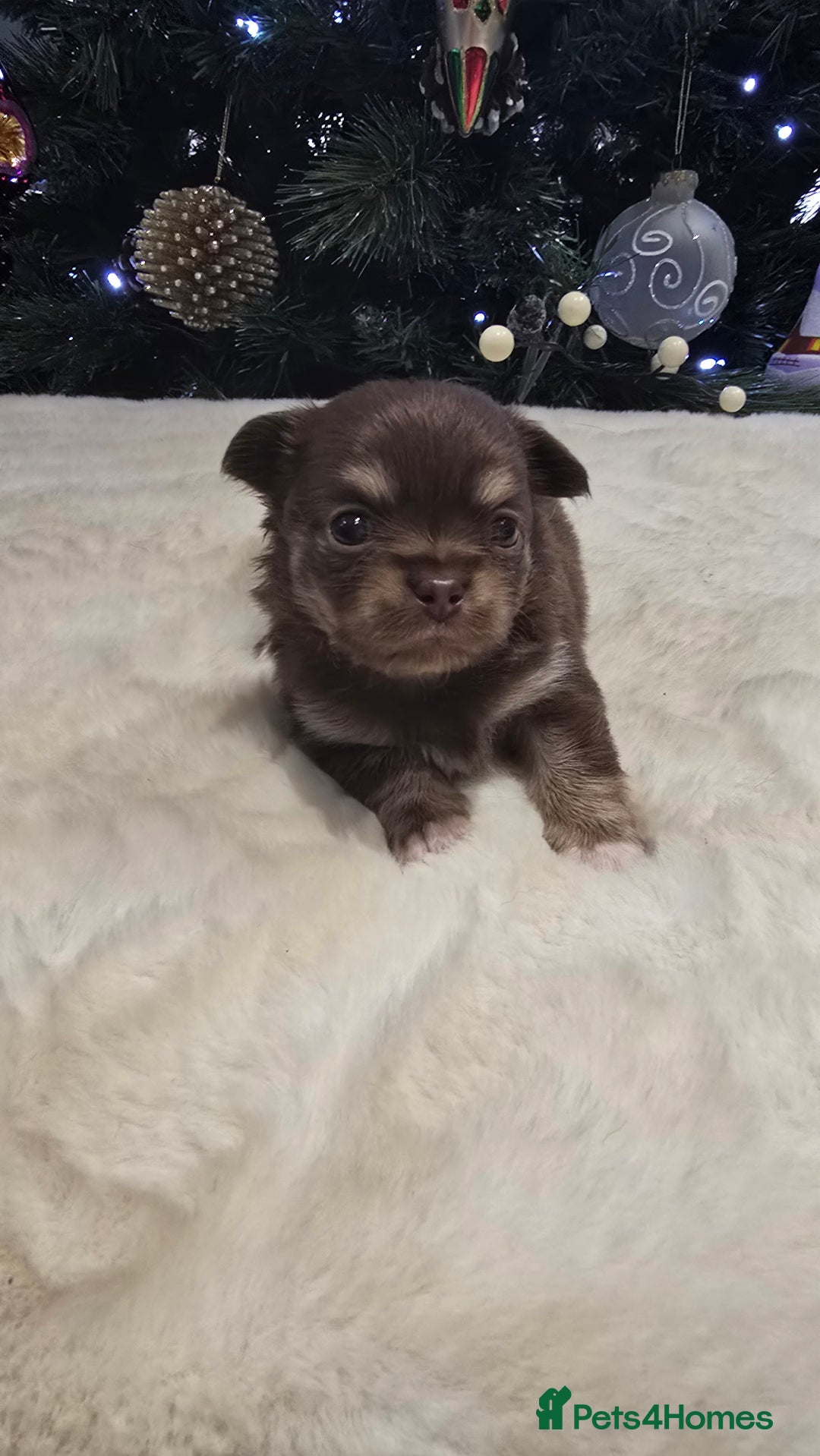 Chihuahua dogs for sale: Chihuahua puppies Russian ancestry with perfect bo - Advert 9