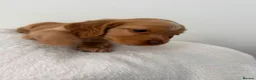 Cocker Spaniel dogs for sale: Cocker Spaniel Puppies  - Advert 3