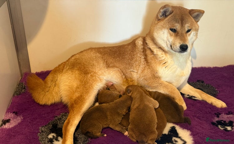 Japanese Shiba Inu dogs - Advert 2