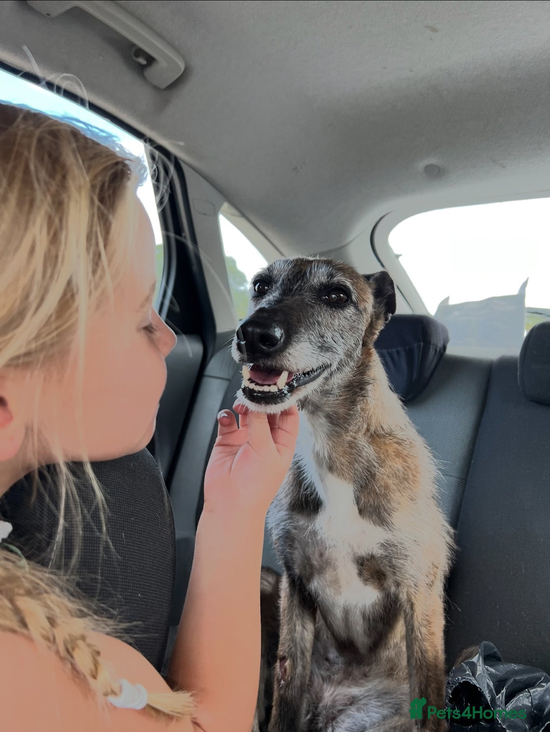 Lurcher dogs for sale: Lurcher puppies  - Image 8