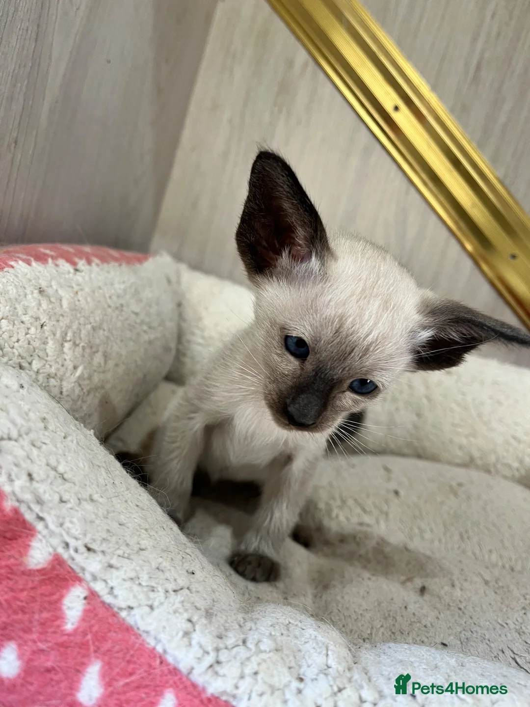 Oriental cats for sale: Gccf Reg Oriental and Siamese kittens - Advert 4