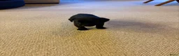 Labrador Retriever dogs for sale: The Loveliest Little Black Lab Boy  - Advert 4