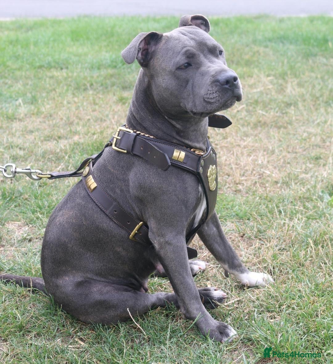 Staffordshire Bull Terrier dogs for sale: For Sale Blue Staffies/ Blue Staffordshire  - Image 4
